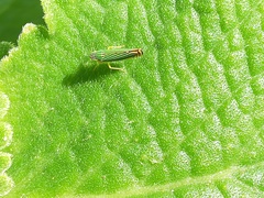 Sibovia