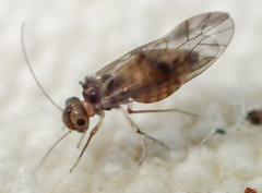 Peripsocus subfasciatus