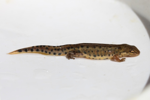 Portuguese Smooth Newt, São Brás de Alportel, Portugal, photo 10 of 10