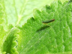 Sibovia