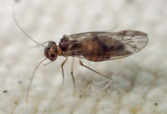 Peripsocus subfasciatus