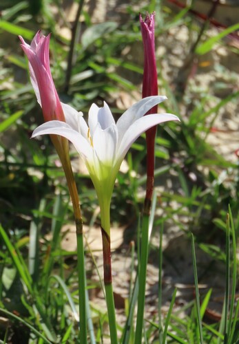 zephyrlily (Zephyranthes treatiae)