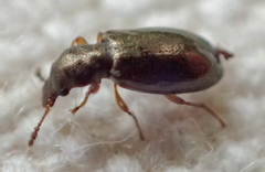 Salpingidae