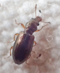 Salpingidae