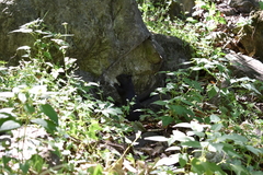 Otospermophilus variegatus couchii
