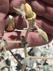 Mentzelia leucophylla