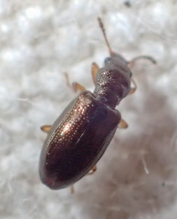Salpingidae