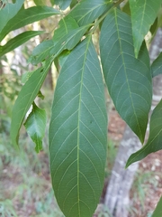 Alectryon subcinereus