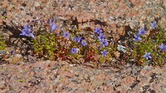 Campanula reverchonii