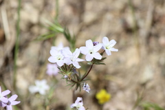 Leptosiphon breviculus