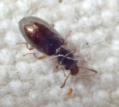 Salpingidae