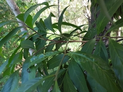 Alectryon subcinereus