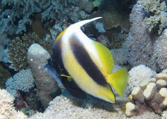 Red Sea Bannerfish photo 1
