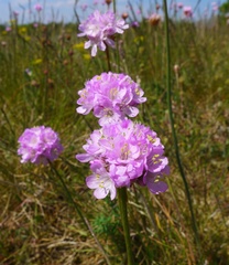 Armeria maritima elongata