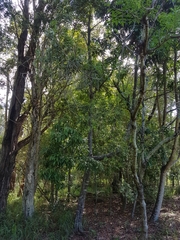 Alectryon subcinereus