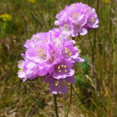 Armeria maritima elongata