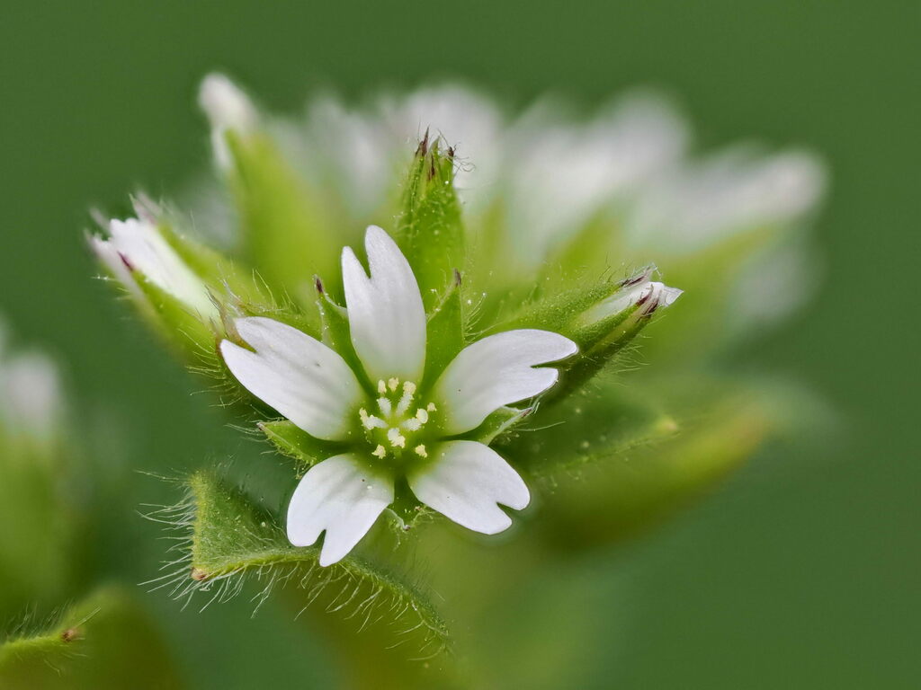 Cerastium glomeratum