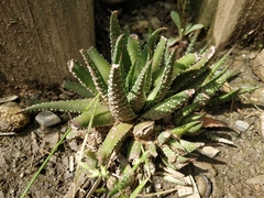 Haworthiopsis