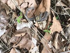 Thamnophis sirtalis