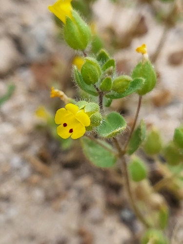Image of Mimetanthe pilosa by (c) Nicole, some rights reserved (CC BY)