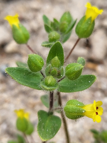 Image of Mimetanthe pilosa by (c) Nicole, some rights reserved (CC BY)