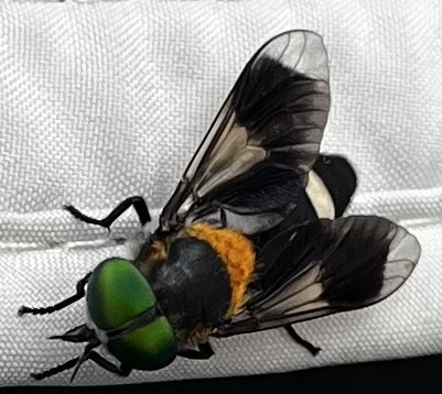 Philipota