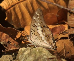 Charaxes solon