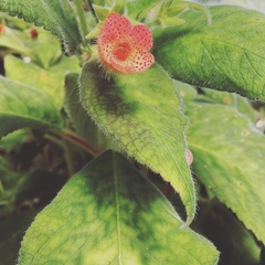 Kohleria
