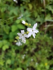 Lithophragma affine
