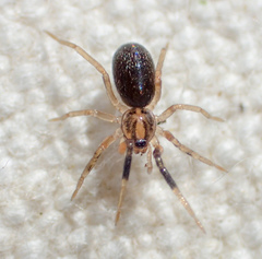 Phrurolithidae
