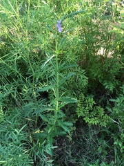 Verbena xutha