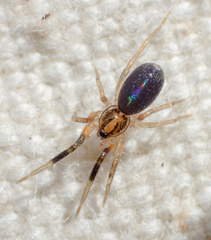 Phrurolithidae