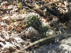 Coryphantha neglecta