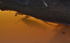 Ameiurus nebulosus