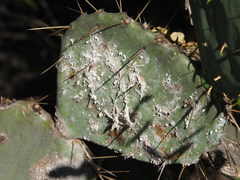 Dactylopius confusus