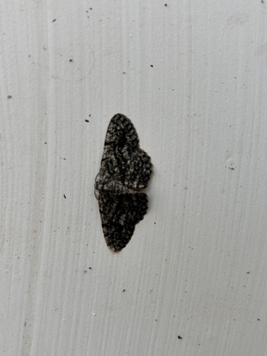 Umber Moth photo 5