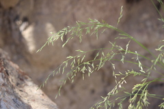 Melica imperfecta