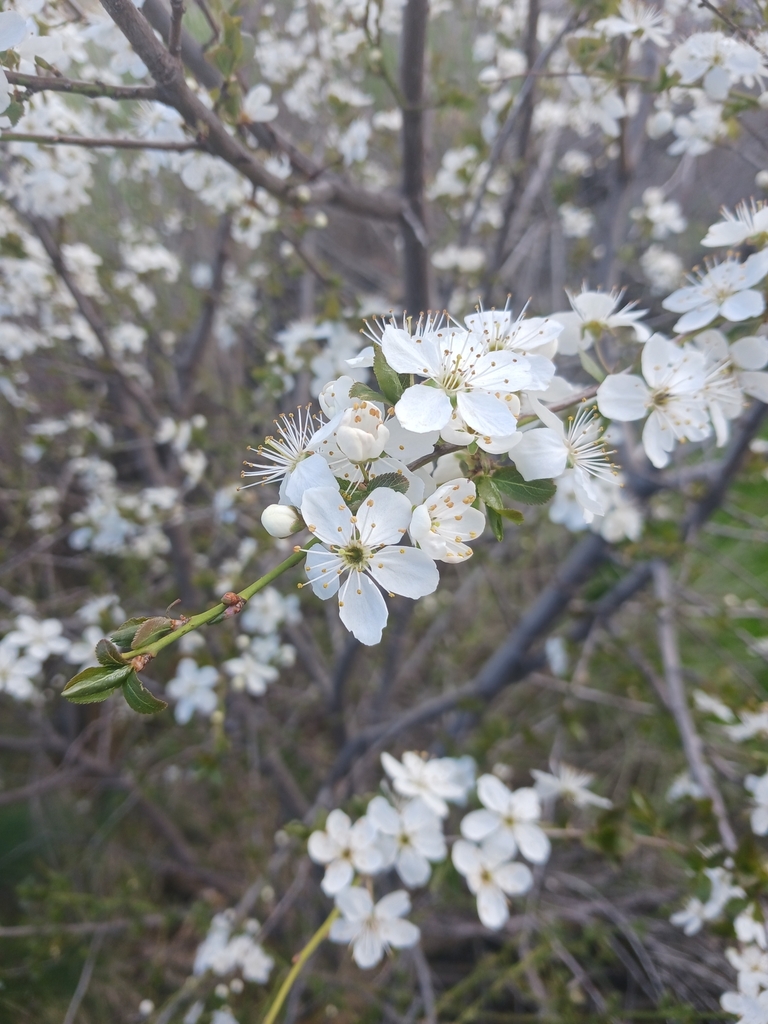 plums, cherries, and allies from Cottonwood Heights, UT 84047, USA on ...