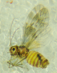 Peripsocus subfasciatus