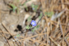 Nemophila menziesii