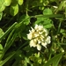 Trifolium repens giganteum - Photo (c) vank, algunos derechos reservados (CC BY-NC)