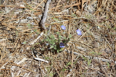 Nemophila menziesii