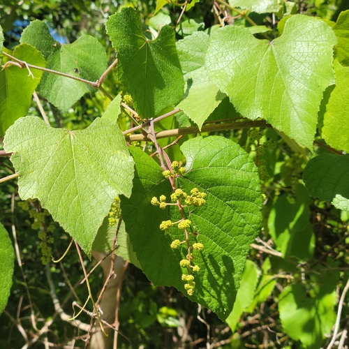 Image of Vitis cinerea by (c) Jay Horn, some rights reserved (CC BY)