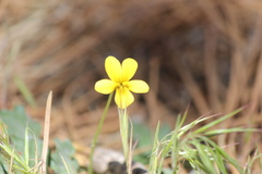 Viola purpurea