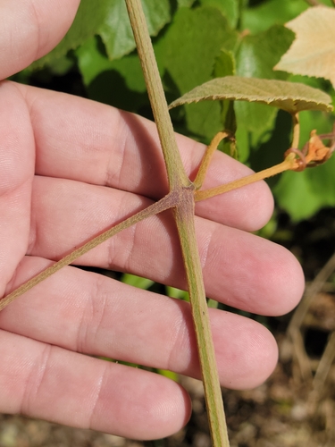Image of Vitis cinerea by (c) Jay Horn, some rights reserved (CC BY)