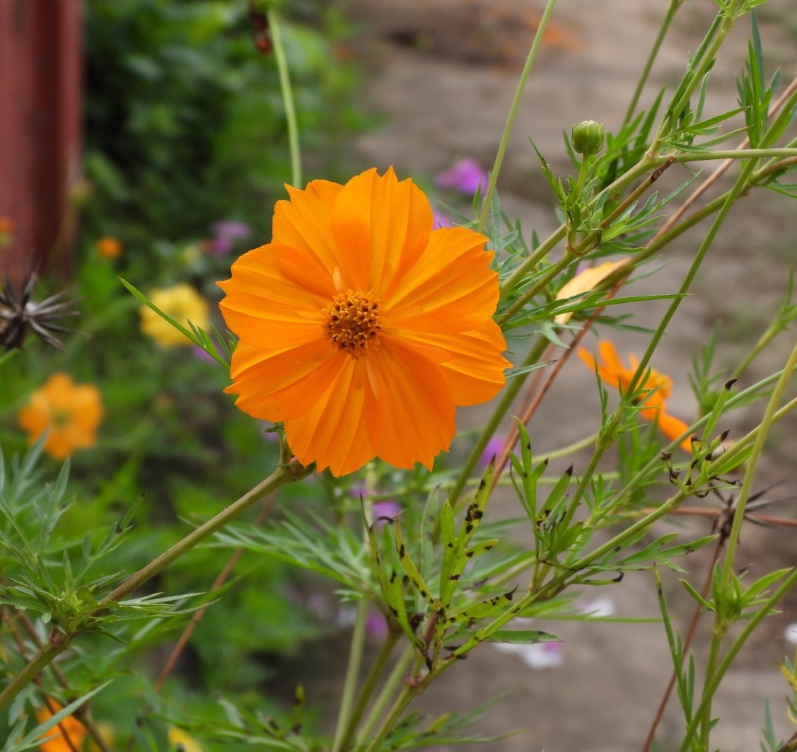 Cosmos sulphureus