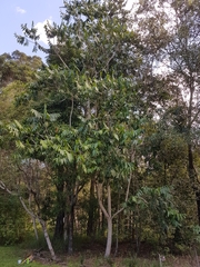 Flindersia schottiana