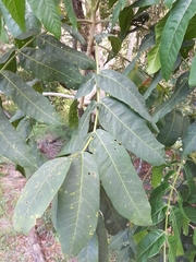 Flindersia schottiana