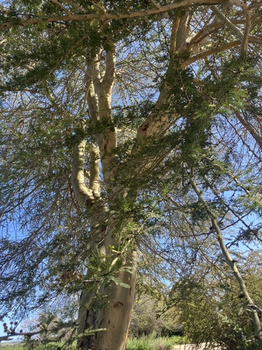 iNaturalist observation photo of Acacias, Mimosas, Mesquites, and Allies