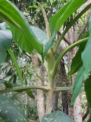 Flindersia schottiana